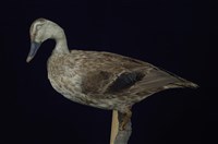 Spot-billed Duck Collection Image, Figure 10, Total 13 Figures